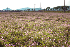 れんげ草の花咲く頃