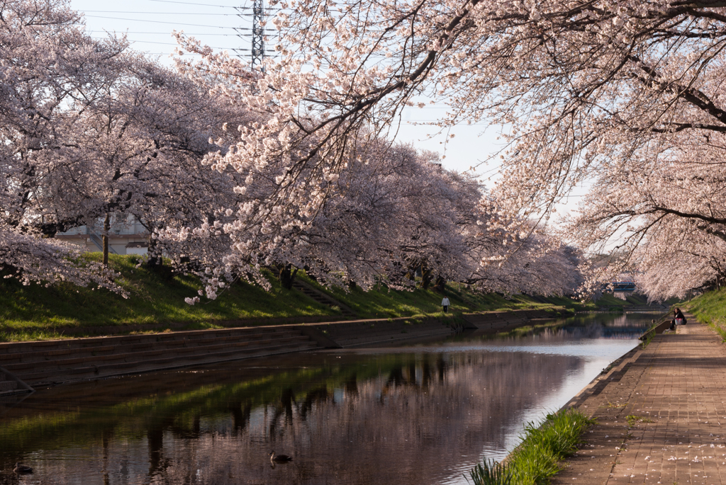 百十郎桜（満開の朝③）