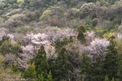 里山の彩り