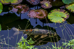 翠池の鯉