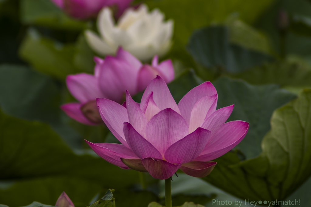 翠池の蓮