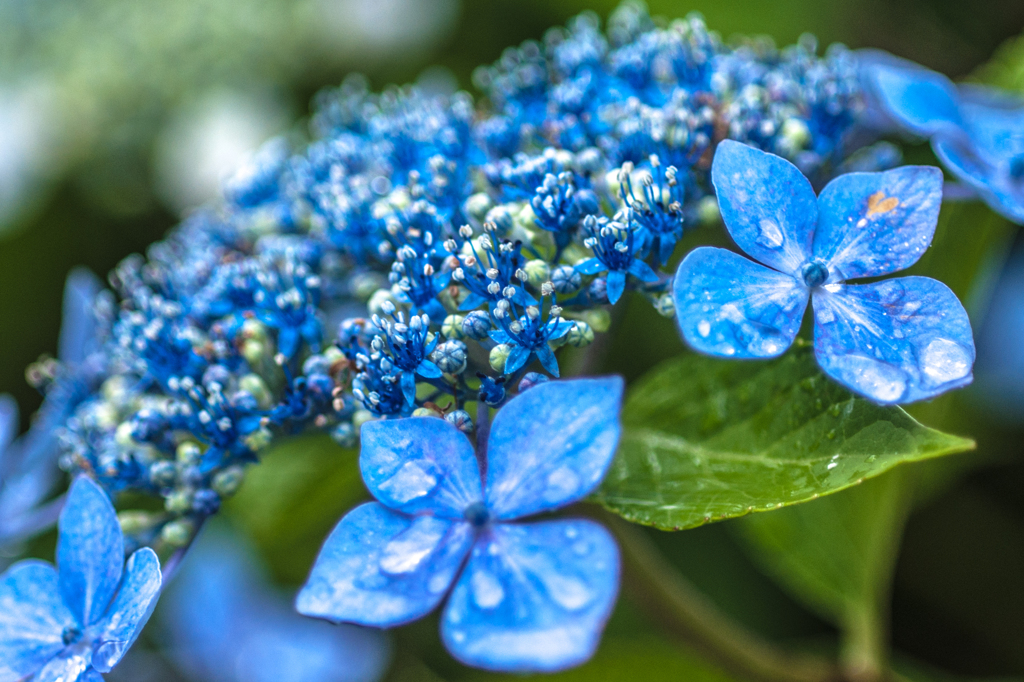 雨降る池辺の紫陽花