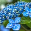 雨降る池辺の紫陽花