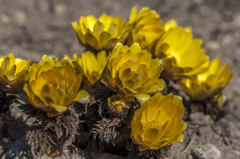 Adonis amurensis　（フクジュソウ）