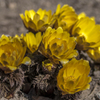 Adonis amurensis　（フクジュソウ）