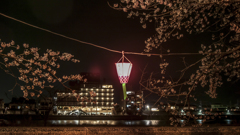 長良川河畔の夜桜③