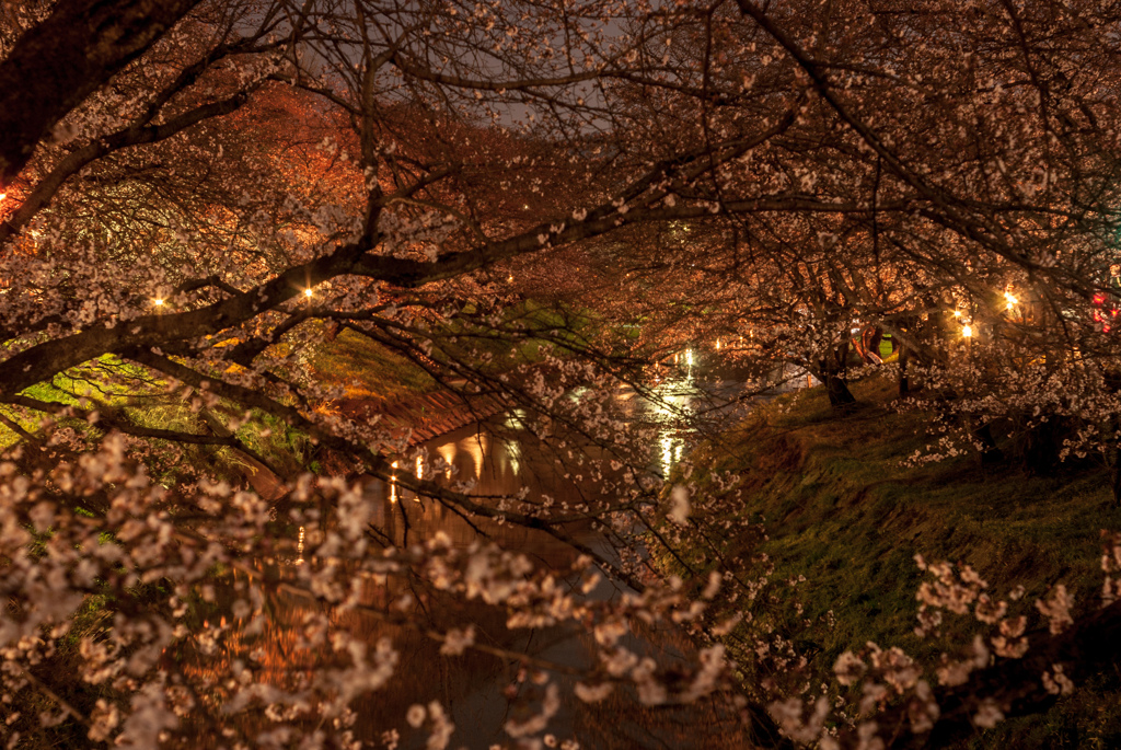 しまったもう満開に近い新境川の百十郎桜