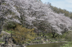 桜撮るPHOTOHITOな水辺