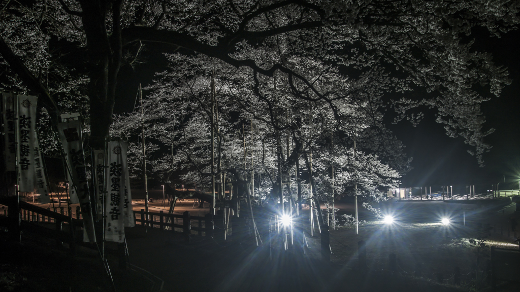 根尾の薄墨桜（夜間ライトアップ）