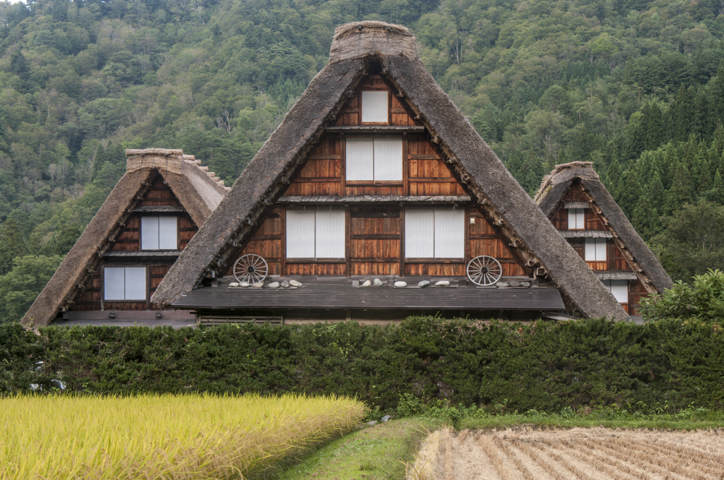 収穫期の合掌造り（白川郷）
