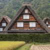収穫期の合掌造り（白川郷）
