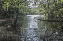 新緑の池辺（中池）