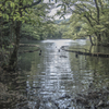 新緑の池辺（中池）