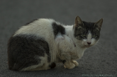 のら猫（木曽川堤防）