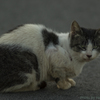 のら猫（木曽川堤防）
