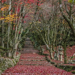 木之本の鶏足寺