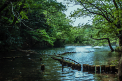 中池の新緑と止まり木