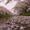 桜散る川辺の朝②