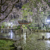日中友好庭園の夜桜と花筏