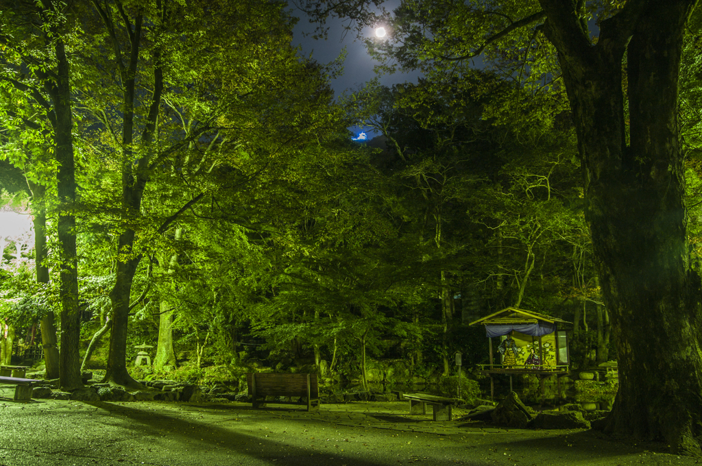満月の夜（岐阜公園の菊人形）