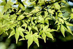 紅葉①三ツ池