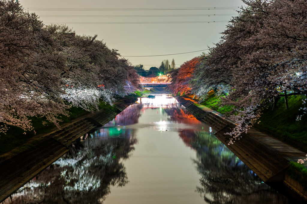 百十郎桜（満開の夜①）