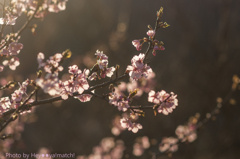 早咲きの桜