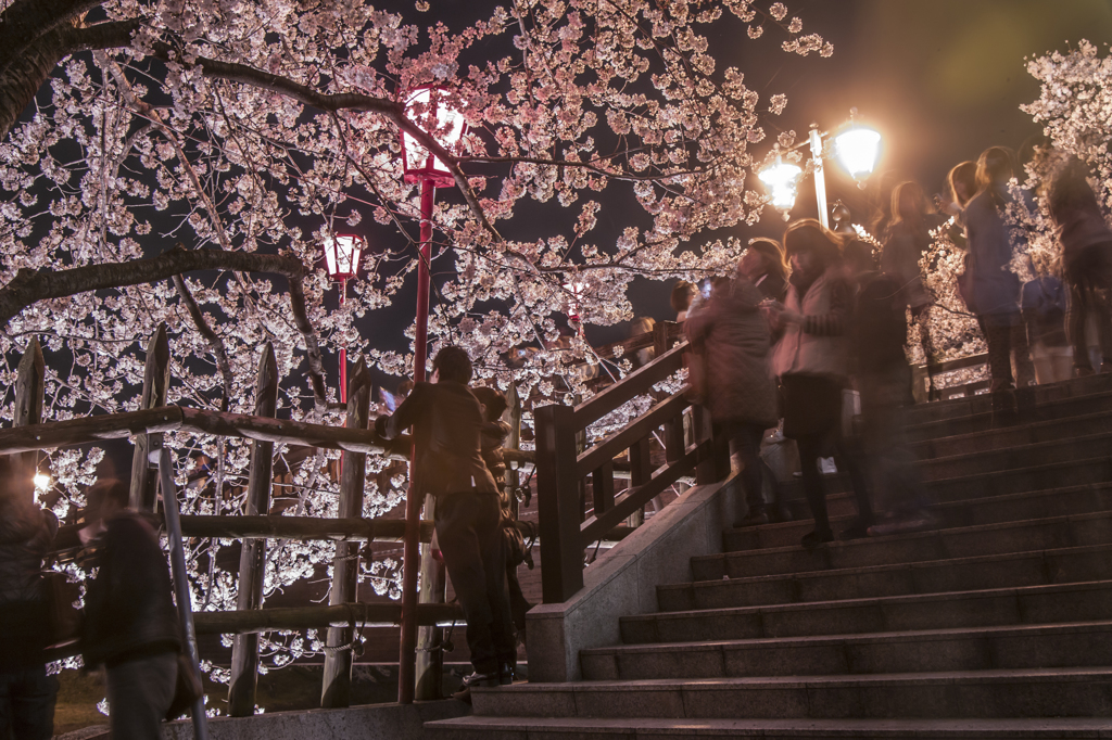 一夜城の夜桜見物（２）