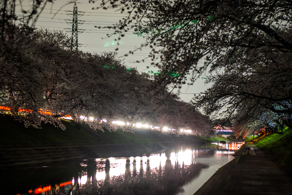 百十郎桜（満開の夜③）