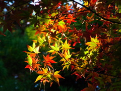 紅葉