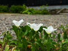 白
