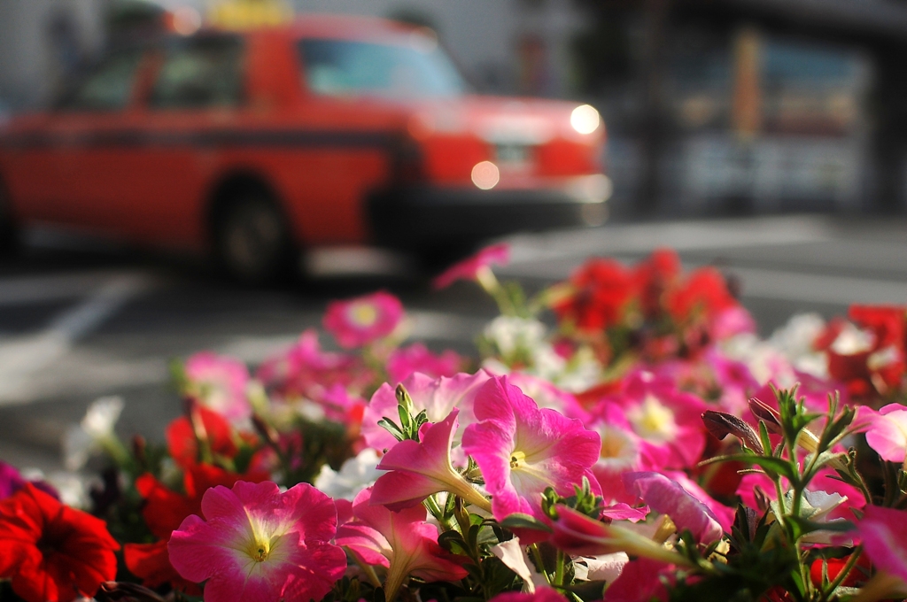 朝のペチュニア