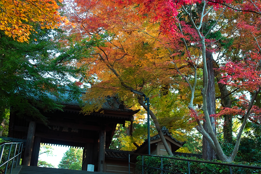 鎌倉紅葉