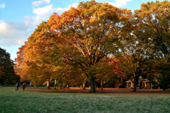 11月の代々木公園