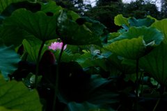 蓮の花ひとつ