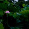 蓮の花ひとつ