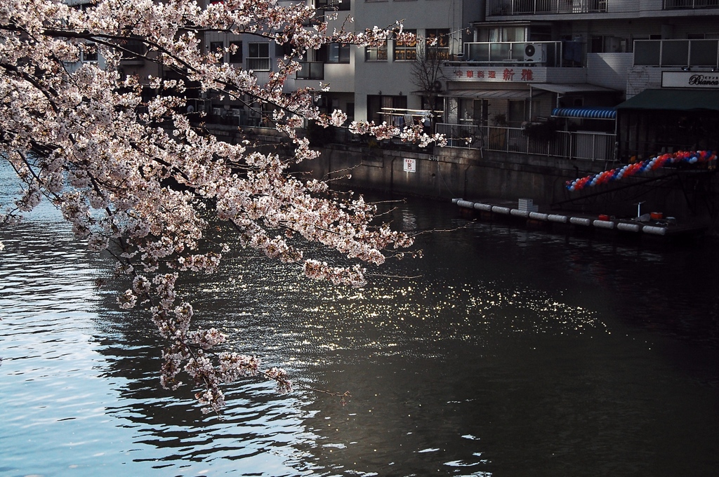 大岡川