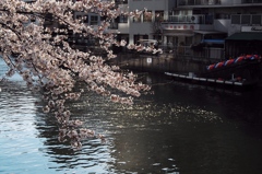 大岡川