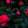 薔薇