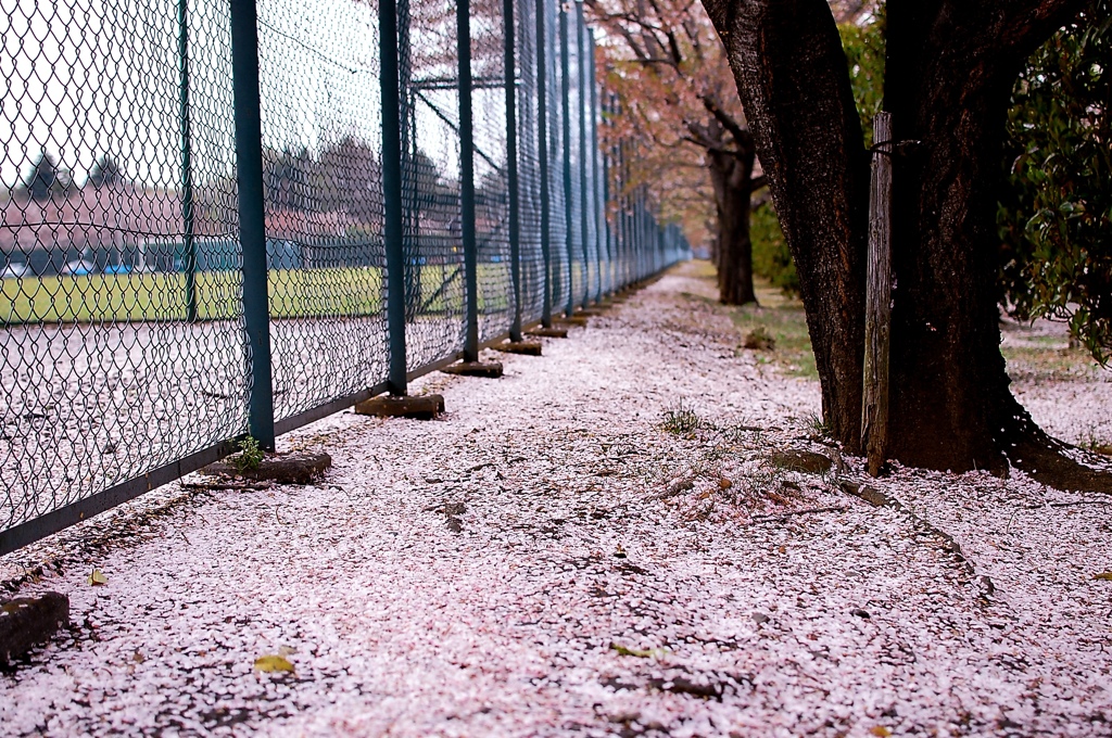散ってしまった