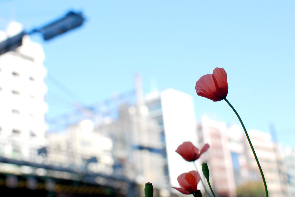 晴れた