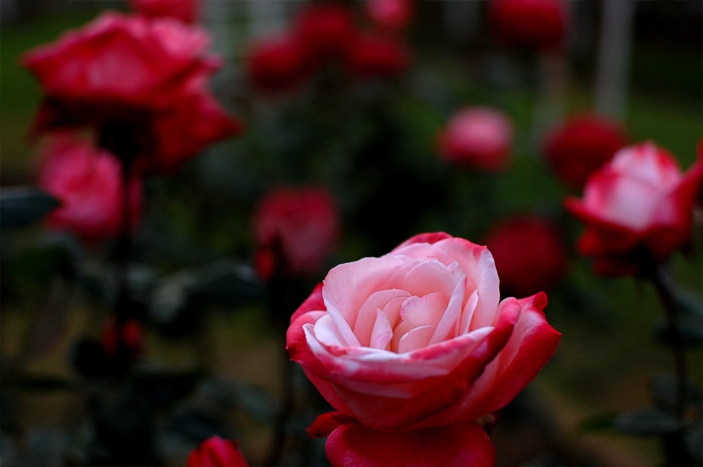 秋の薔薇