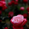 秋の薔薇