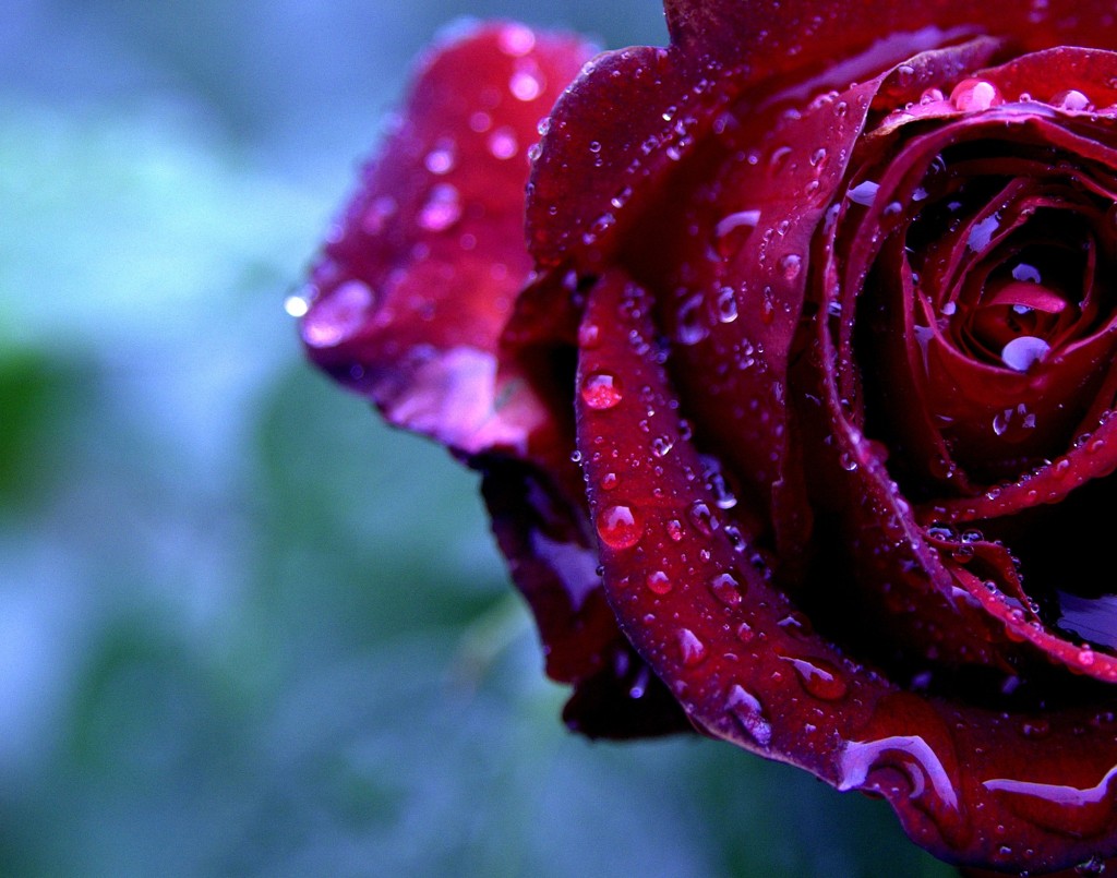 濡れた薔薇