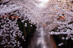 目黒川の桜