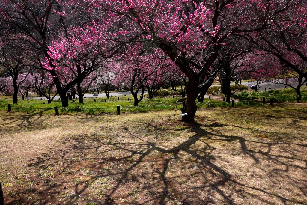 梅の花