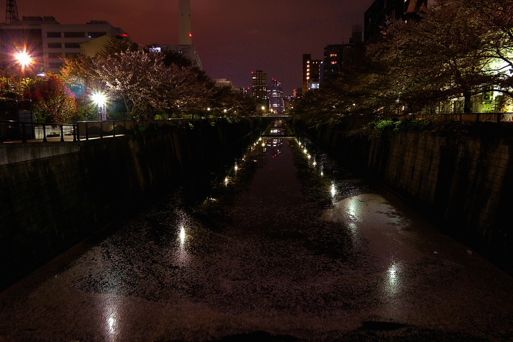桜散夜