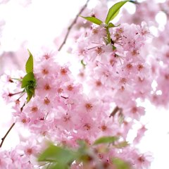 桜色
