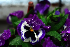 濡れたパンジー
