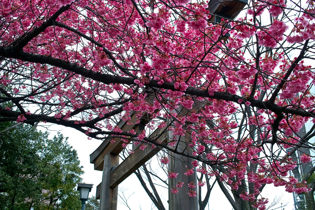 荏原神社の寒緋桜